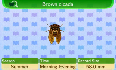 Cicada